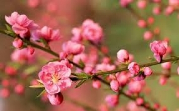 Mùa xuân của hiện tại